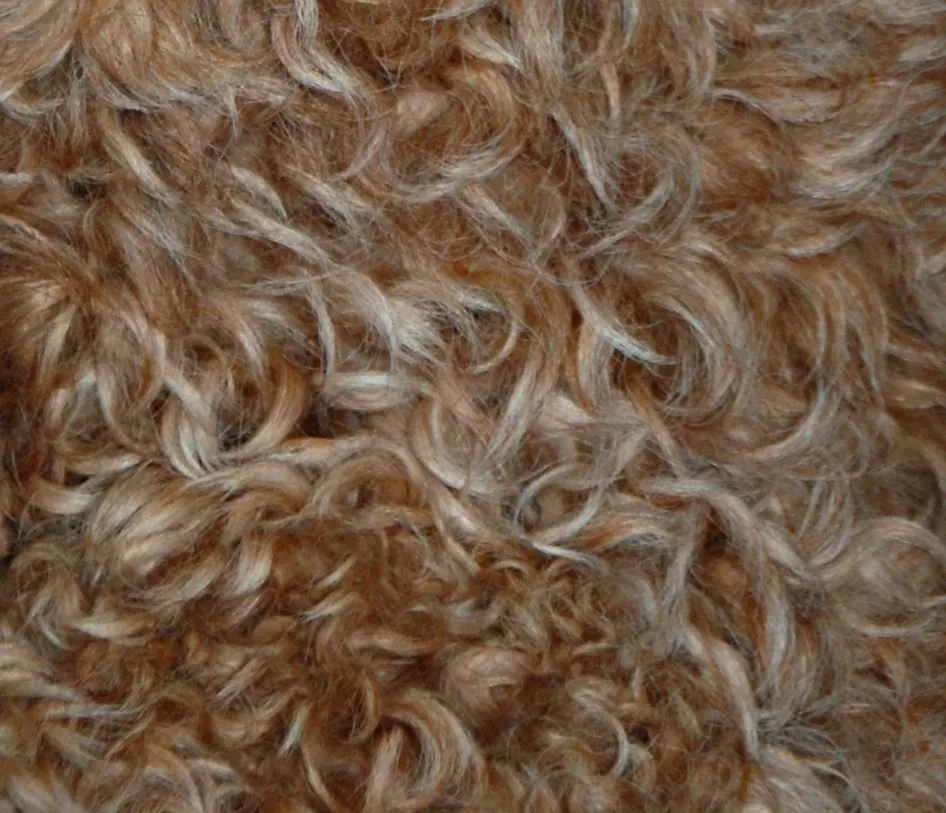 Australian Labradoodle with a wavy fleece coat