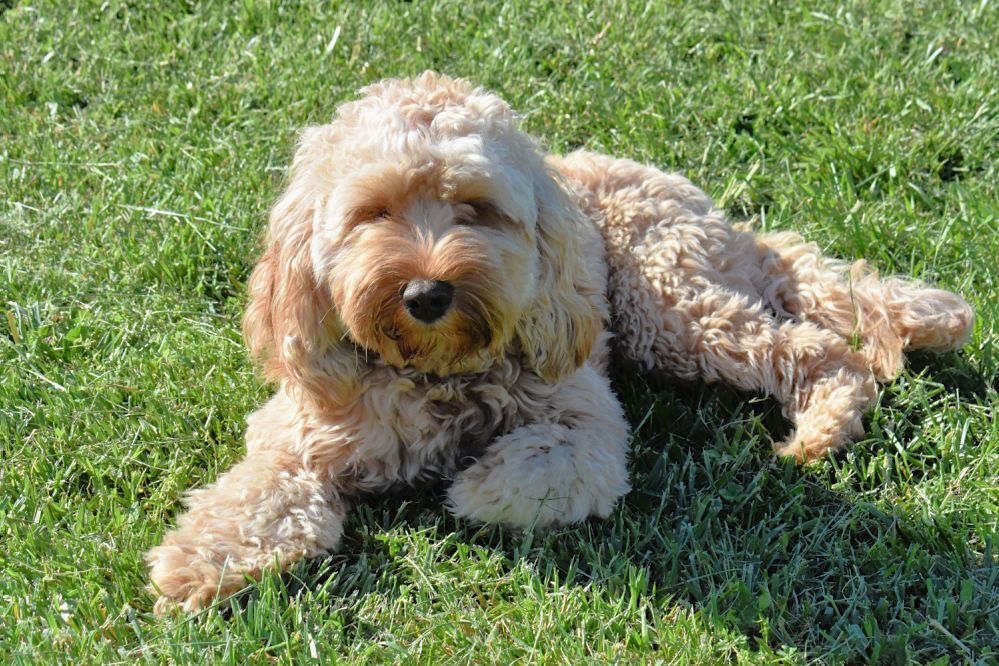 An adult Blessed Day Doodles Australian Labradoodle outdoors