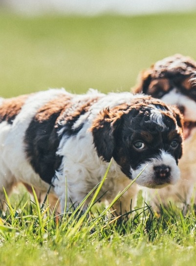 A Blessed Day Doodles puppy resting in the grass